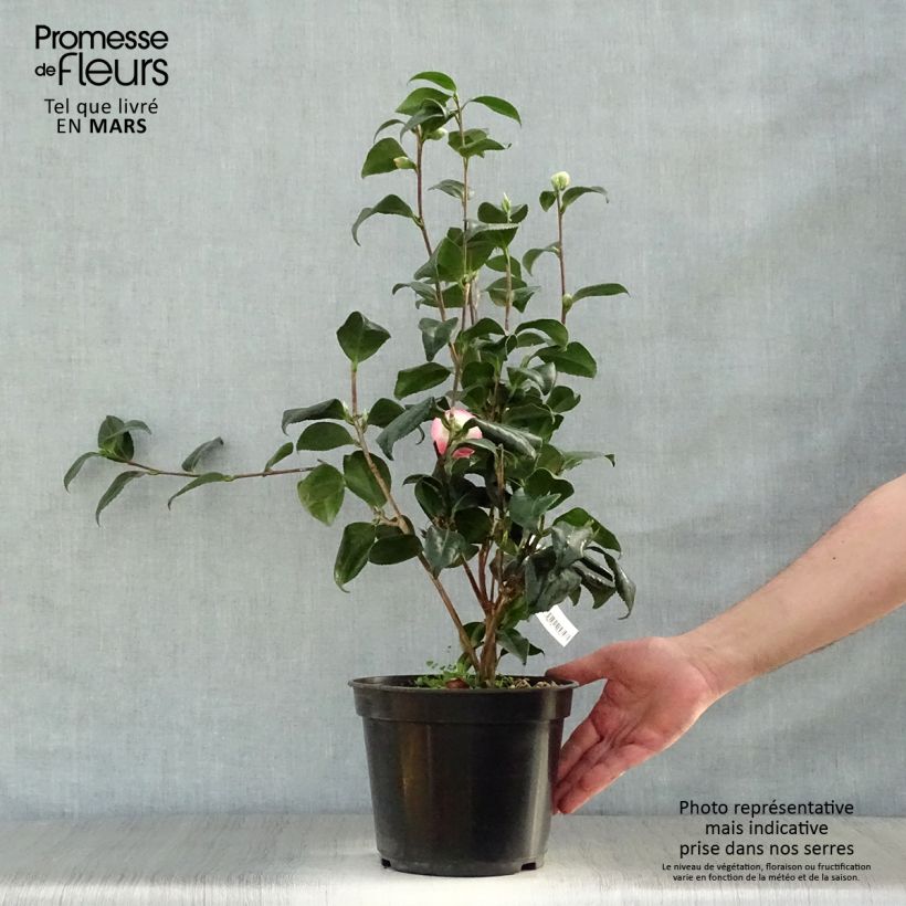 Spécimen de Camélia Sunny Side - Camellia japonica Pot de 4L/5L tel que livré au printemps