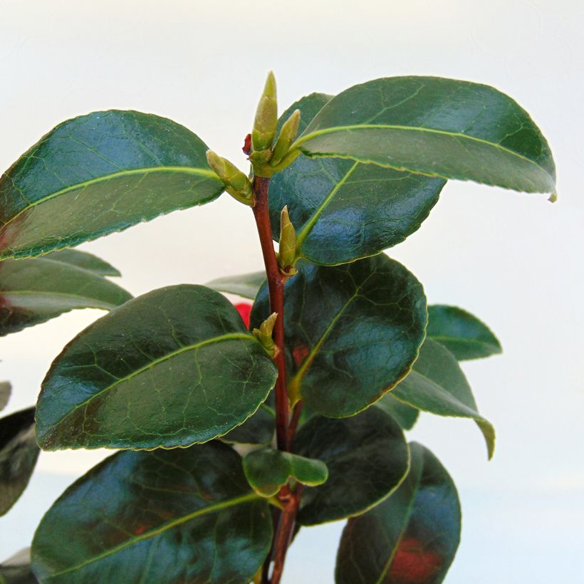 Camélia Volunteer - Camellia japonica (Foliage)
