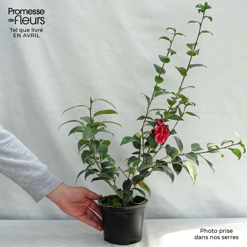 Example of Camélia Volunteer - Camellia japonica Pot de 2L/3L as you get in printemps