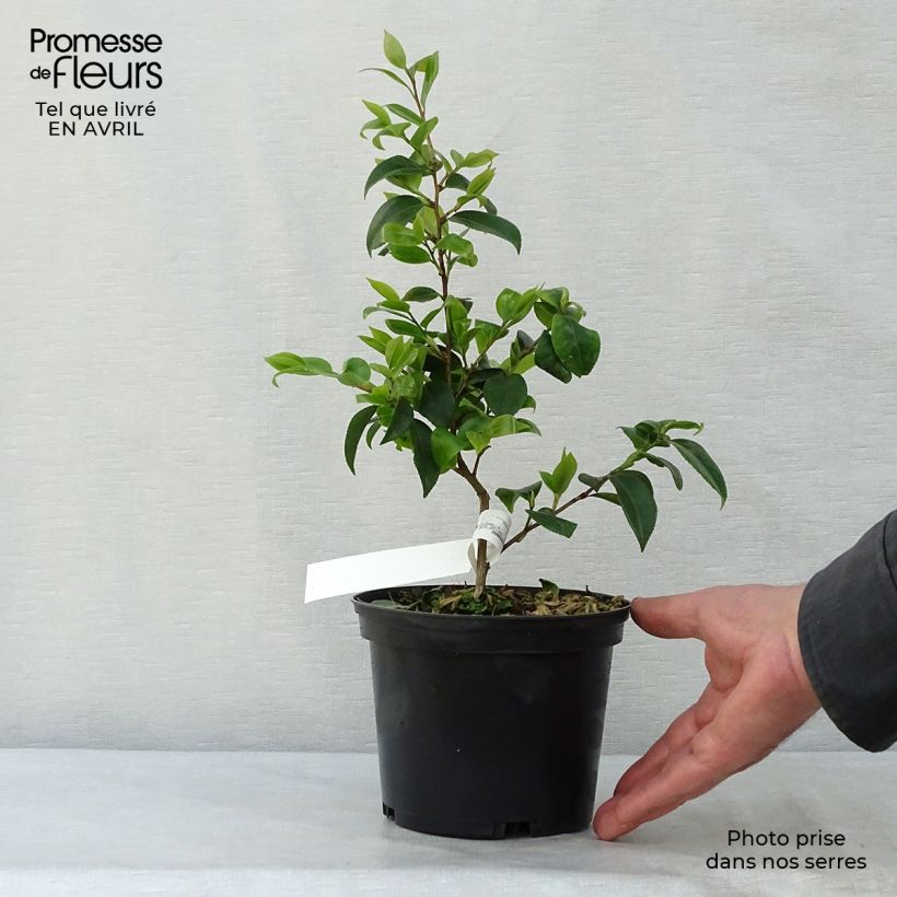 Example of Camélia champêtre - Camellia Cinnamon Scentsation Pot de 1,5L/2L as you get in printemps
