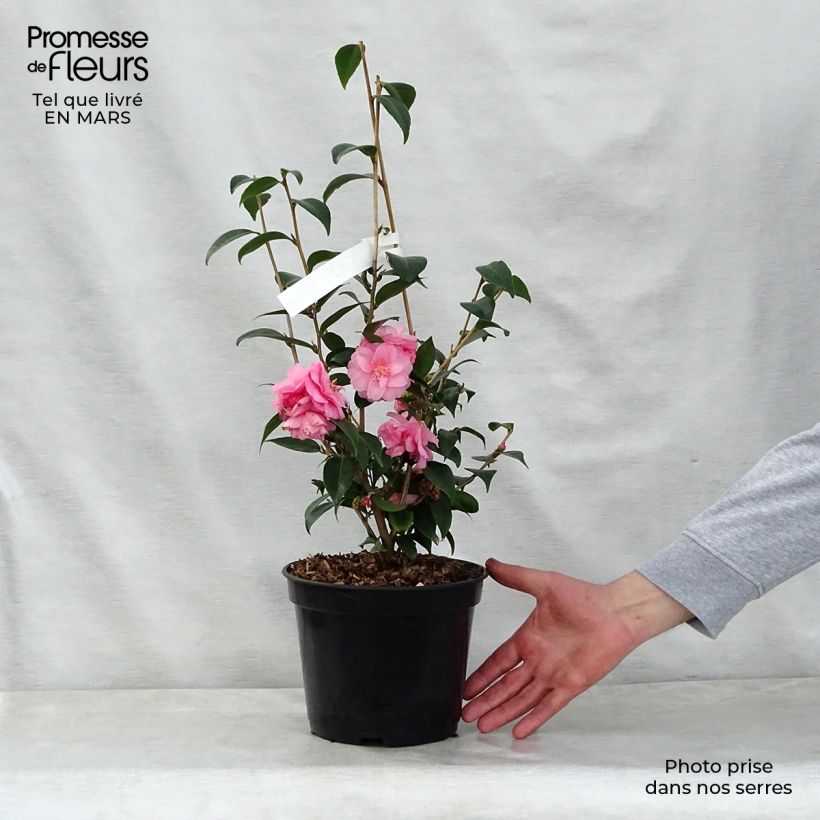 Spécimen de Camélia champêtre - Camellia Spring Festival Pot de 3L/4L tel que livré au printemps