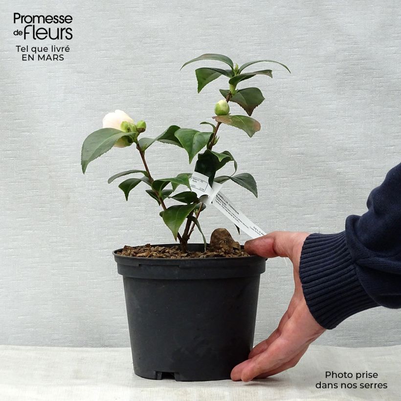 Spécimen de Camélia classique - Camellia Botanyuki Pot de 2L/3L tel que livré au printemps