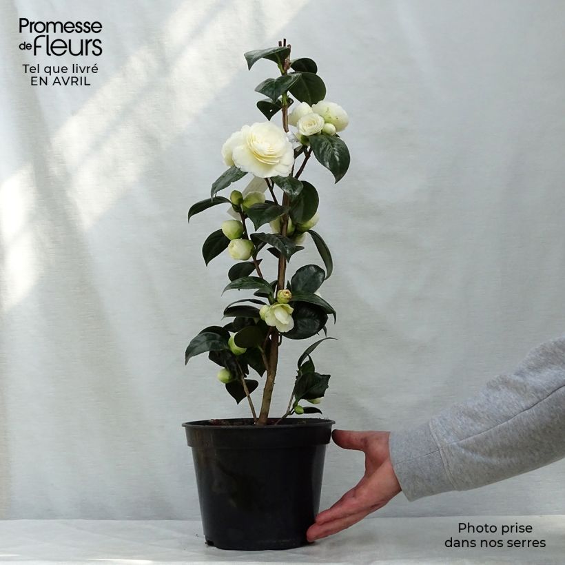 Spécimen de Camélia classique - Camellia Dahlonega Pot de 4L/5L tel que livré au printemps