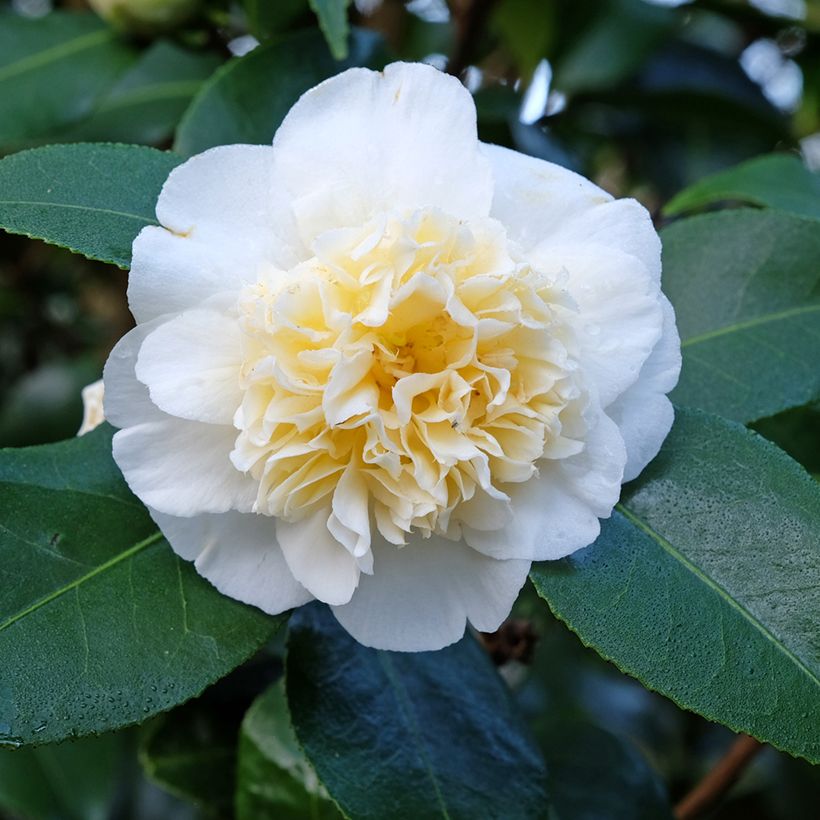 Camélia classique - Camellia Jurys Yellow (Flowering)