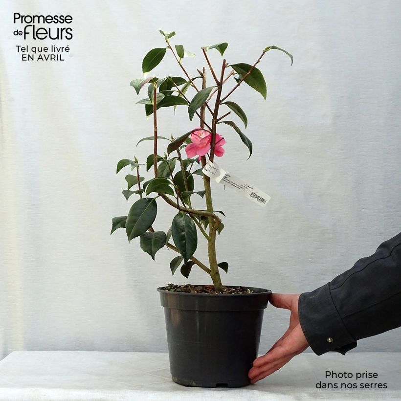 Spécimen de Camélia classique - Camellia Spring Daze Pot de 4L/5L tel que livré au printemps