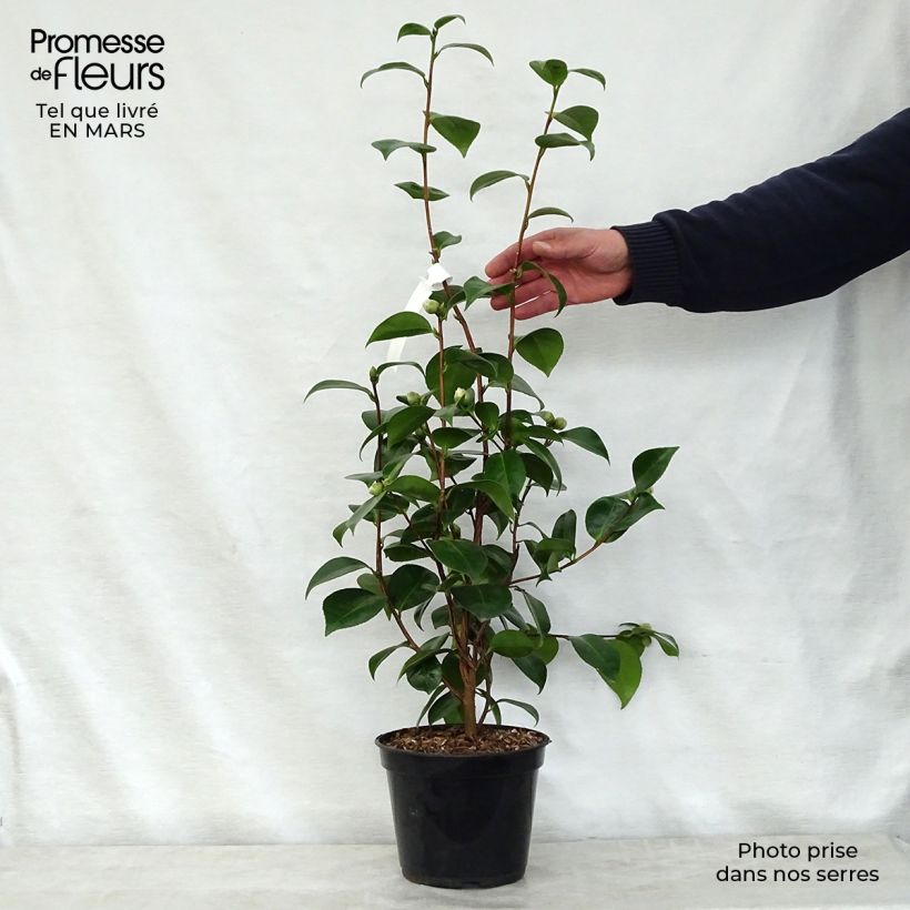 Spécimen de Camélia classique - Camellia Tom Pouce Pot de 4L/5L tel que livré au printemps
