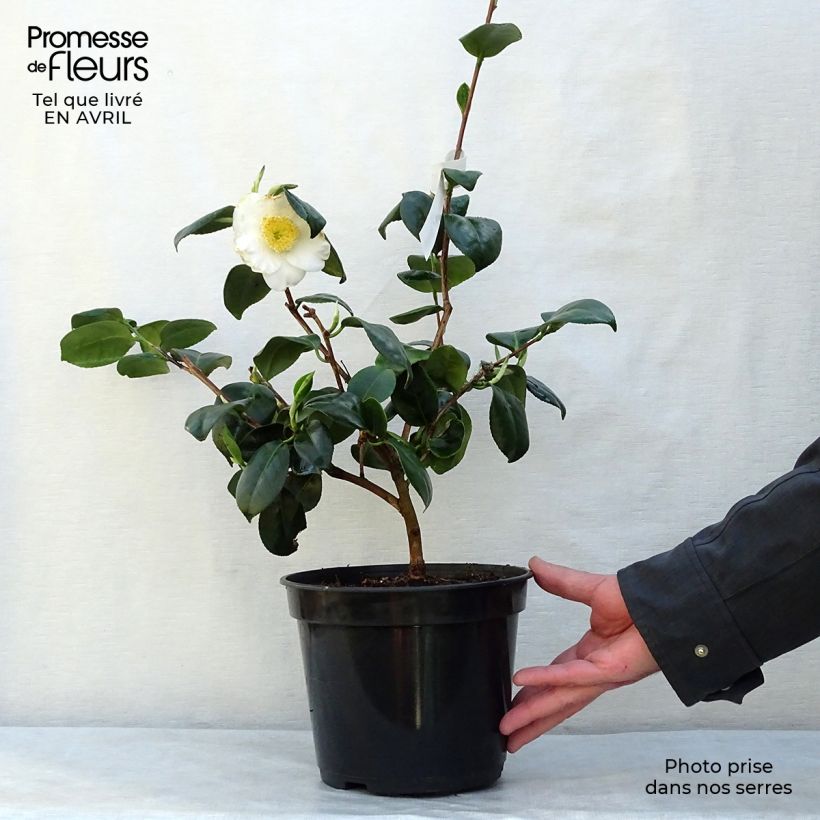 Spécimen de Camélia d'automne - Camellia sasanqua Fuji no Yuki Pot de 4L/5L tel que livré au printemps