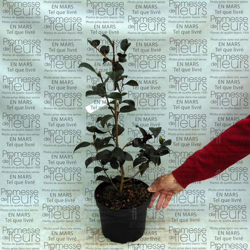 Exemple de spécimen de Camélia d'automne - Camellia sasanqua Gay Border  Pot de 4L/5L tel que livré