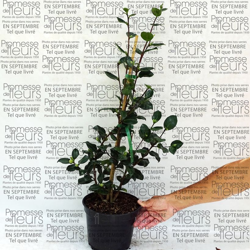 Exemple de spécimen de Camélia d'automne - Camellia sasanqua Sekiyo Pot de 4L/5L tel que livré