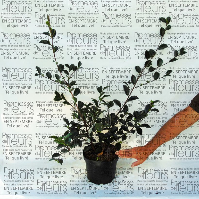 Exemple de spécimen de Camélia d'automne - Camellia sasanqua Setsugekka Pot de 4L/5L tel que livré
