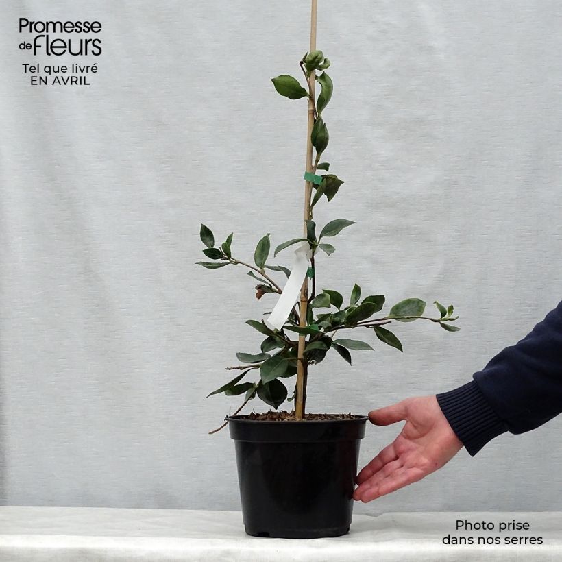 Spécimen de Camélia d automne - Camellia sasanqua Showa no Sakae Pot de 4L/5L tel que livré au printemps