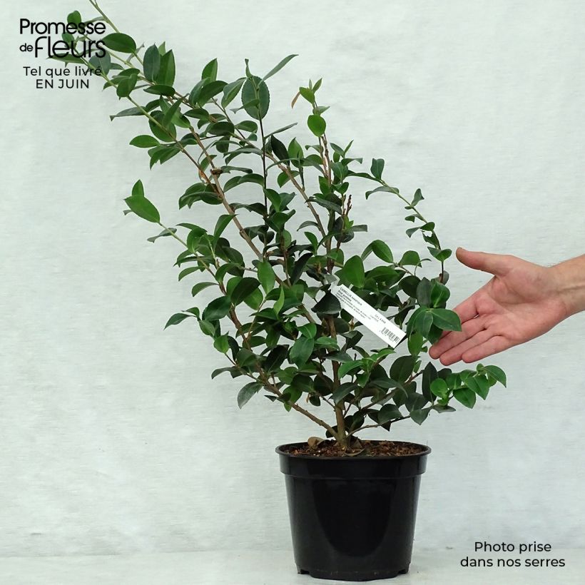 Spécimen de Camélia d'automne - Camellia x hiemalis Pink Goddess Pot de 4L/5L tel que livré en été