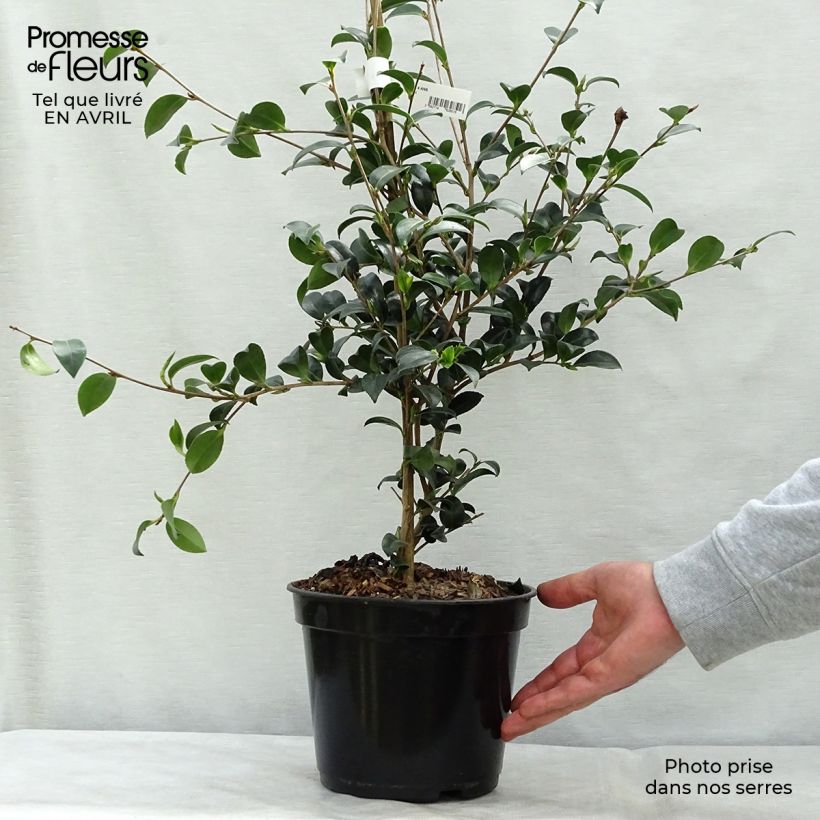 Spécimen de Camélia d'automne Versicolor - Camellia sasanqua  Pot de 3L/4L tel que livré au printemps