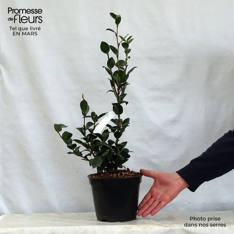 Spécimen de Camélia d'automne - Camellia x hiemalis Pink Goddess Pot de 4L/5L tel que livré au printemps
