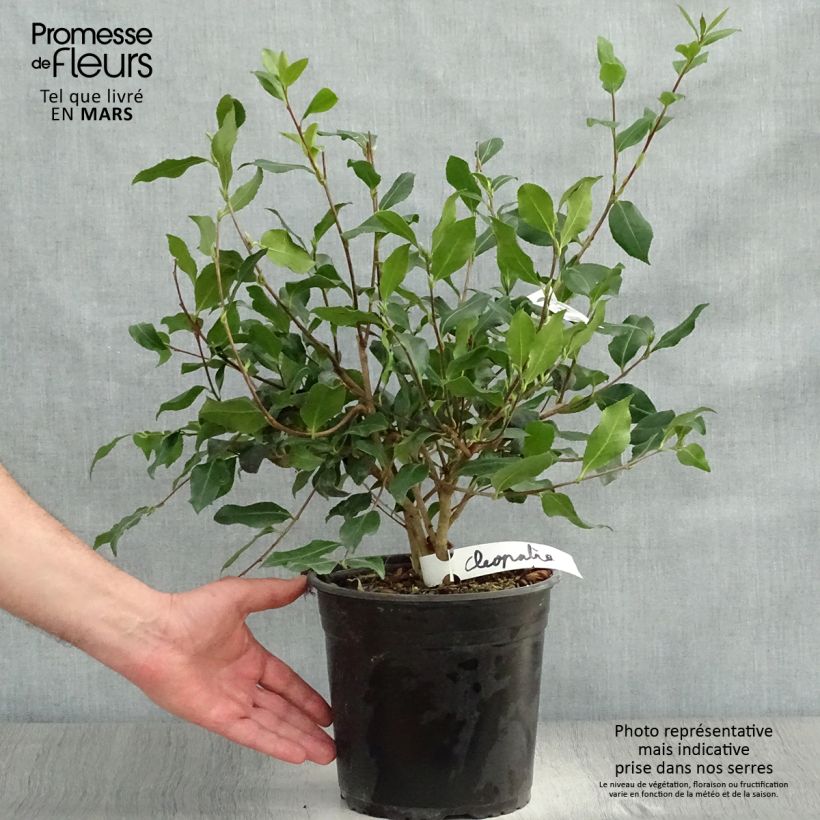 Spécimen de Camélia d'automne - Camellia sasanqua Cleopatra Pot de 3L/4L tel que livré au printemps