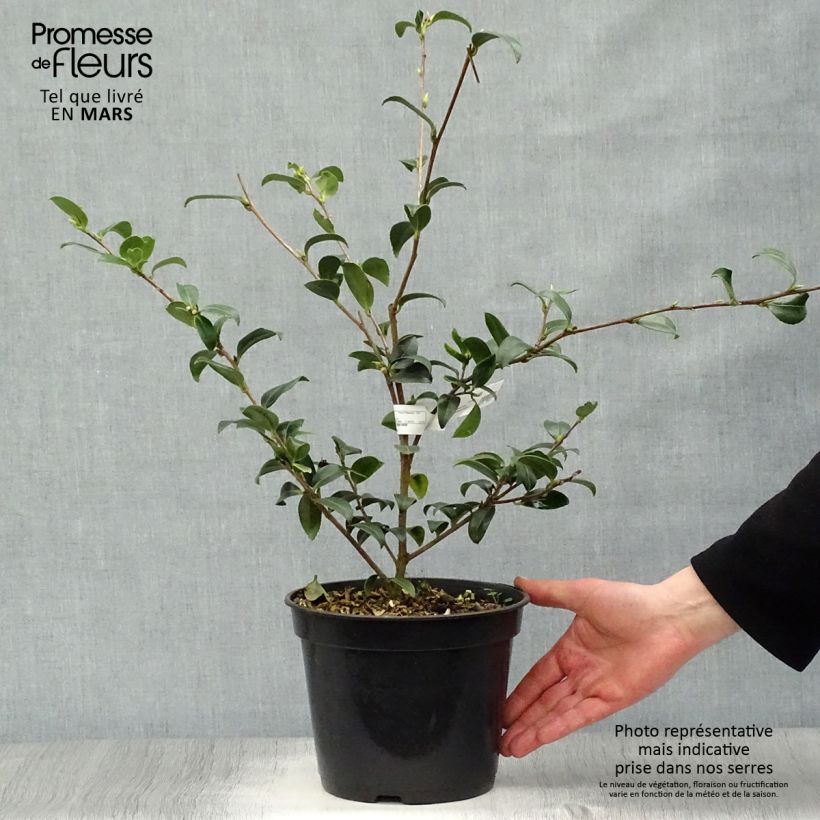 Spécimen de Camélia d'automne - Camellia sasanqua Survivor Pot de 4L/5L tel que livré au printemps