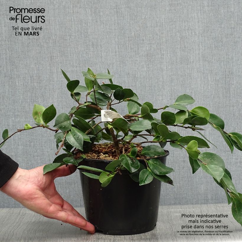 Spécimen de Camélia d'automne - Camellia sasanqua Waterfall White Pot de 4L/5L tel que livré au printemps