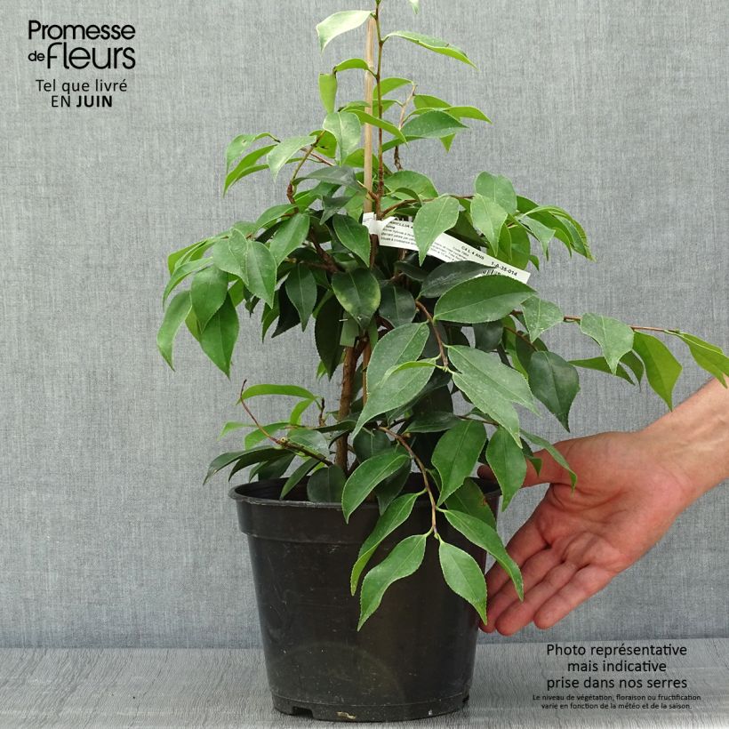 Spécimen de Camélia d'automne - Camellia sasanqua Yume Pot de 4L/5L tel que livré en été