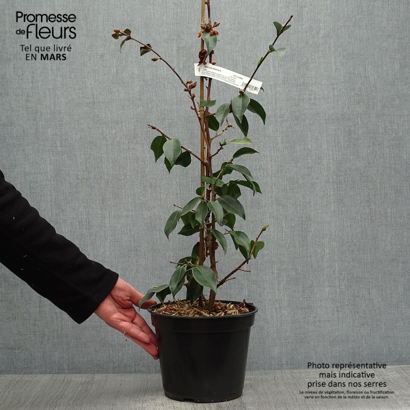 Spécimen de Camélia d'automne - Camellia sasanqua Yume Pot de 4L/5L tel que livré au printemps