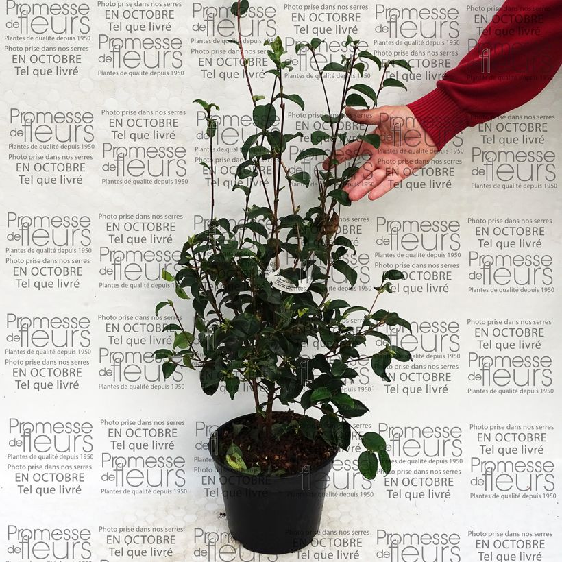 Exemple de spécimen de Camélia grijsii - Camellia Pot de 4L/5L tel que livré