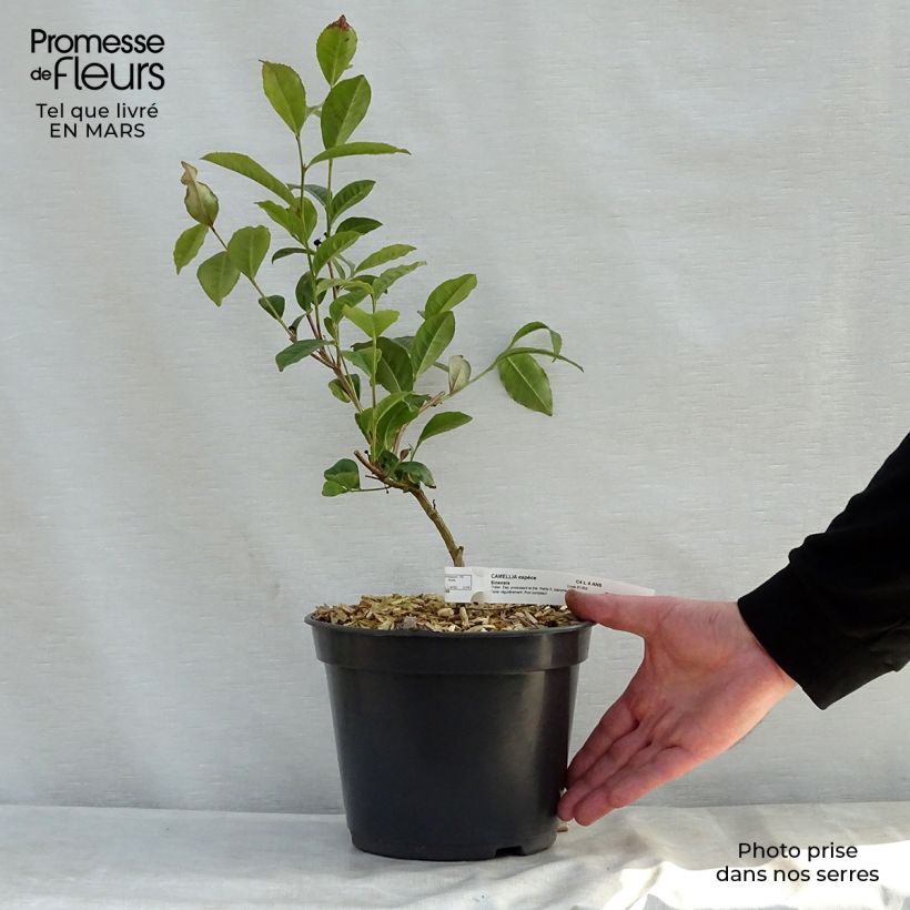 Spécimen de Camélia sinensis - Théier Pot de 4L/5L tel que livré au printemps