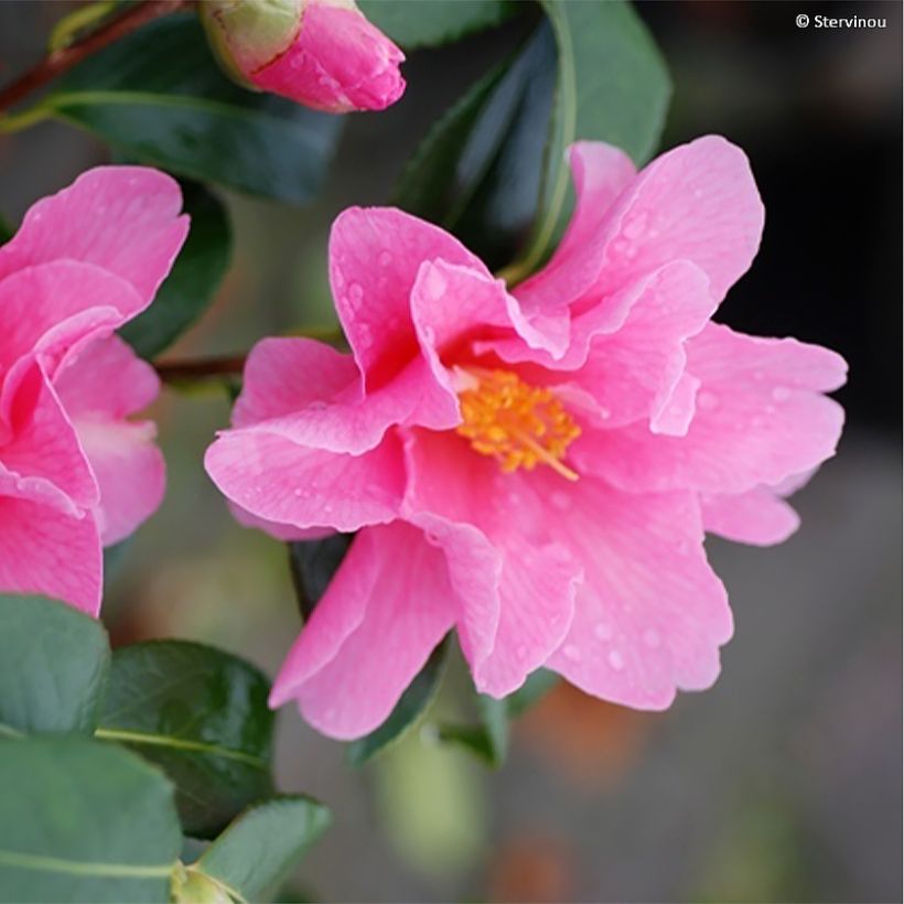 Camélia Lucky Star - Camellia (x) williamsii (Floraison)