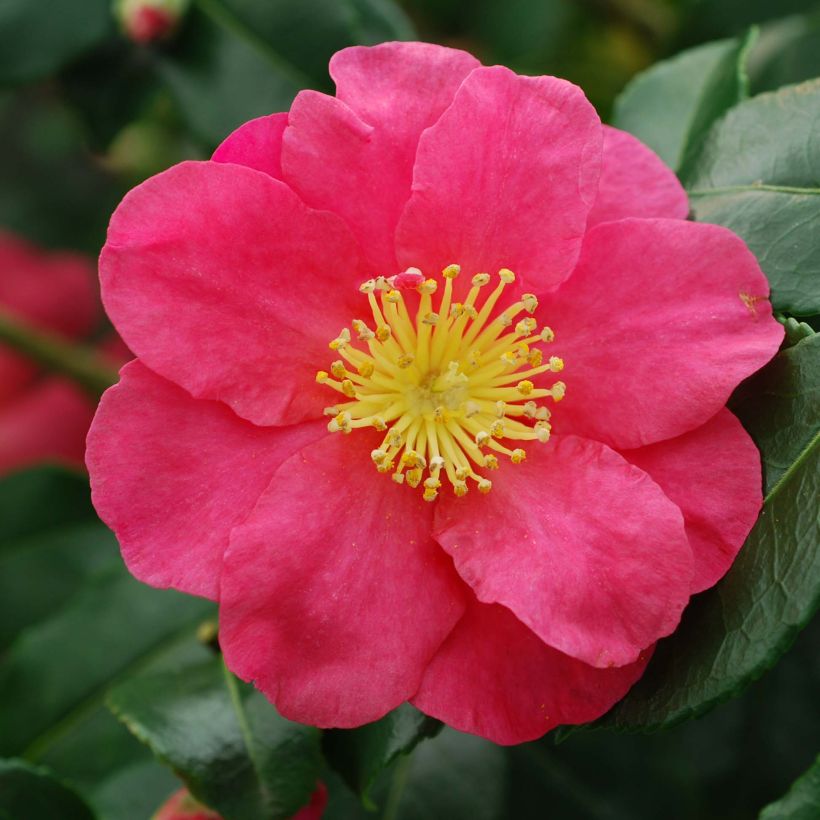 Camélia d'automne - Camellia sasanqua Sekiyo (Floraison)