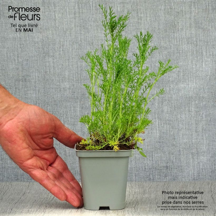 Example of Camomille Romaine - Chamaemelum nobile Ligulosum Godet de 8/9 cm as you get in printemps