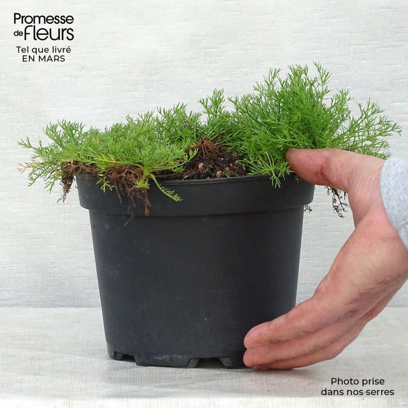 Example of Camomille Romaine - Chamaemelum nobile Ligulosum Pot de 2L/3L as you get in printemps