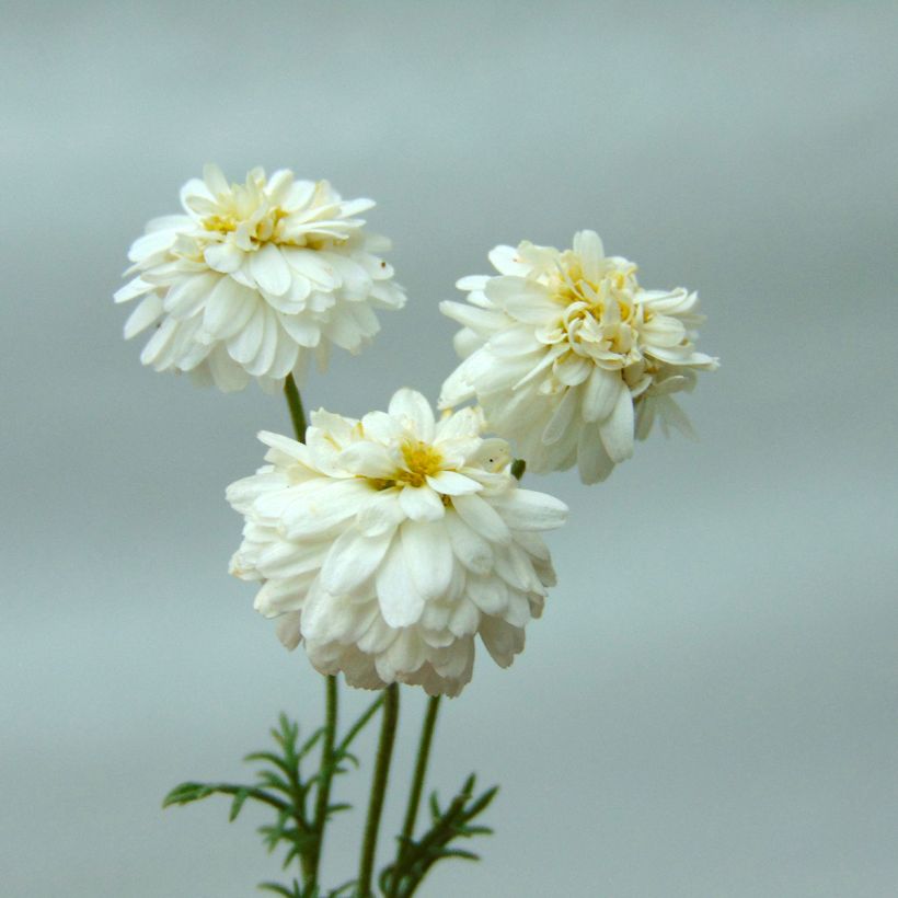 Camomille Romaine - Chamaemelum nobile Treneague (Flowering)
