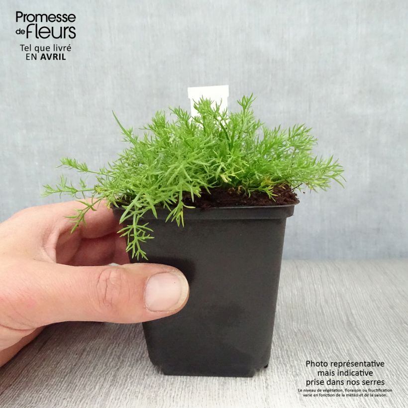 Example of Camomille Romaine - Chamaemelum nobile Treneague Godet de 8/9 cm as you get in printemps