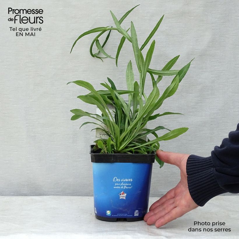 Spécimen de Campanule à feuilles de pêcher - Campanula persicifolia Pot de 2L/3L tel que livré au printemps