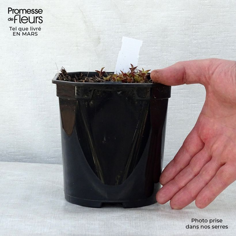Example of Campanula Sarastro - Campanule hybride Pot de 2L/3L as you get in printemps