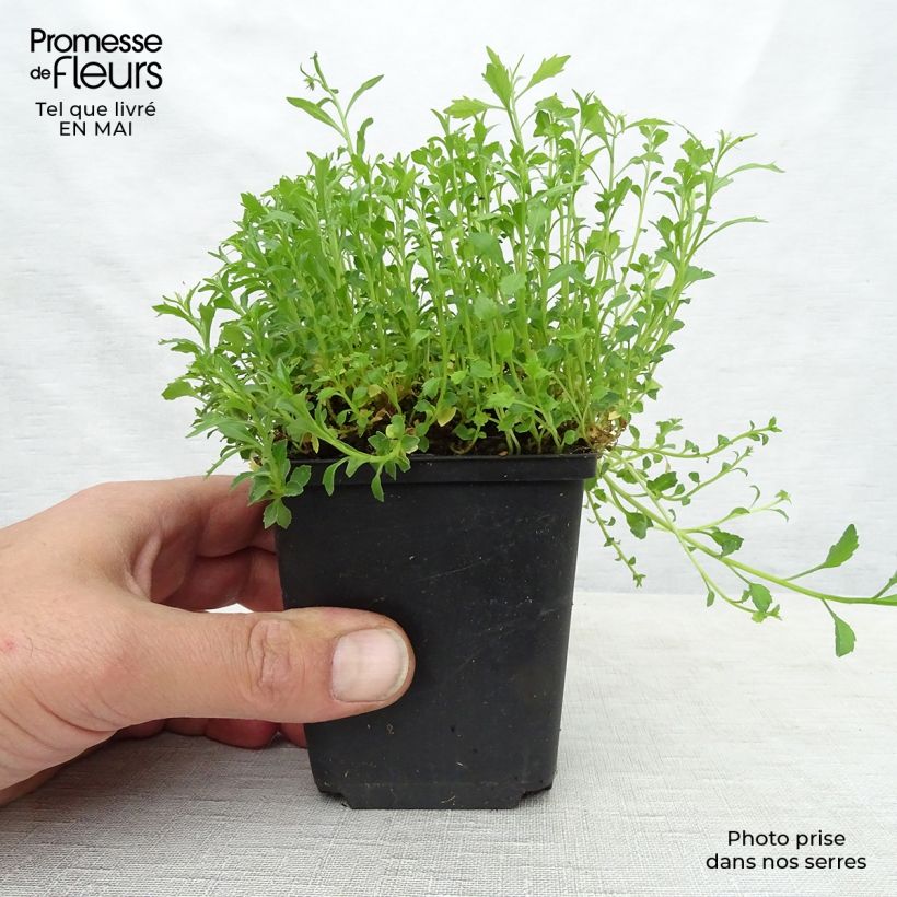 Example of Campanula cochleariifolia Alba - Campanule à feuilles de cochléaire  Godet de 8/9 cm as you get in printemps