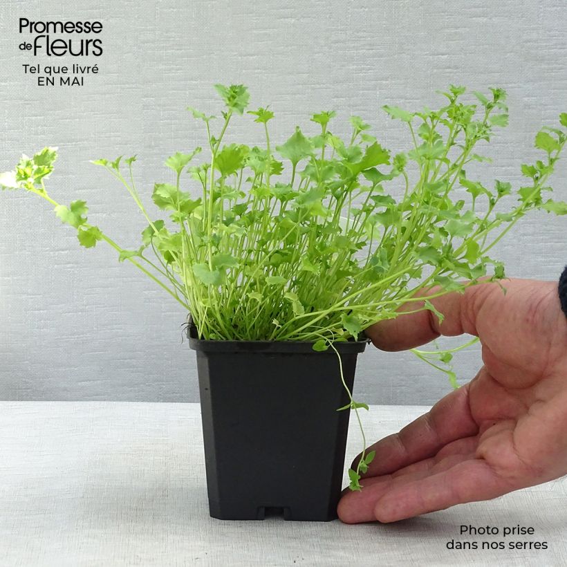 Spécimen de Campanula garganica Godet de 8/9 cm tel que livré au printemps