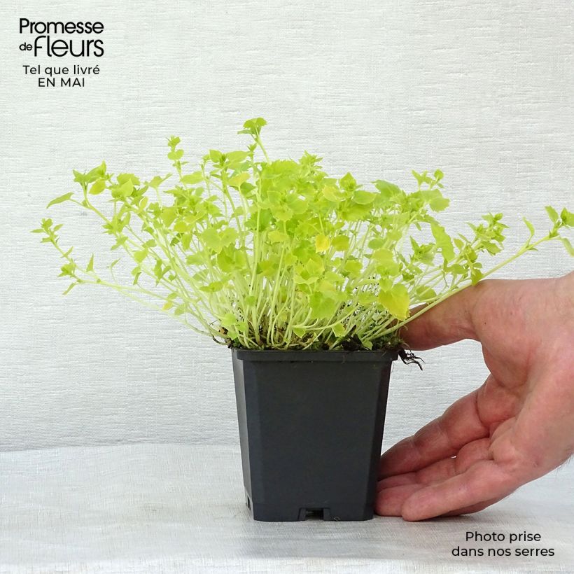 Example of Campanula garganica Dickson s Gold - Campanule étoilée Godet de 8/9 cm as you get in printemps