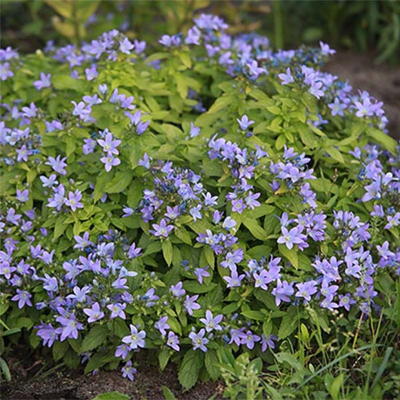 Campanula lactiflora Blue Pouffe - Campanule laiteuse (Flowering)