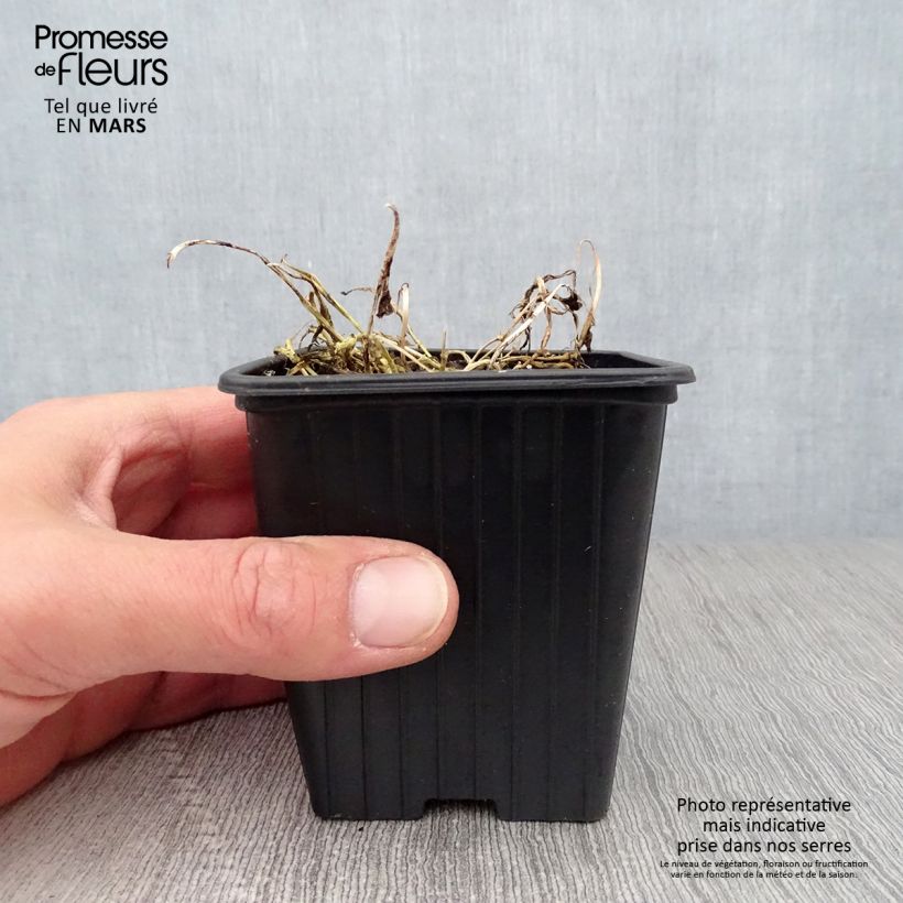 Example of Campanula lactiflora Blue Pouffe - Campanule laiteuse Godet de 7/8 cm as you get in printemps