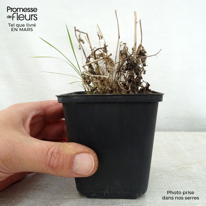 Spécimen de Campanula lactiflora White Pouffe - Campanule laiteuse Godet de 8/9 cm tel que livré au printemps