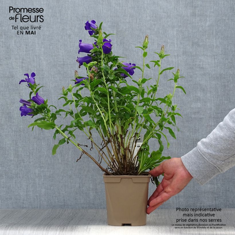 Spécimen de Campanula medium bleue - Campanule carillon Pot de 2L/3L tel que livré au printemps