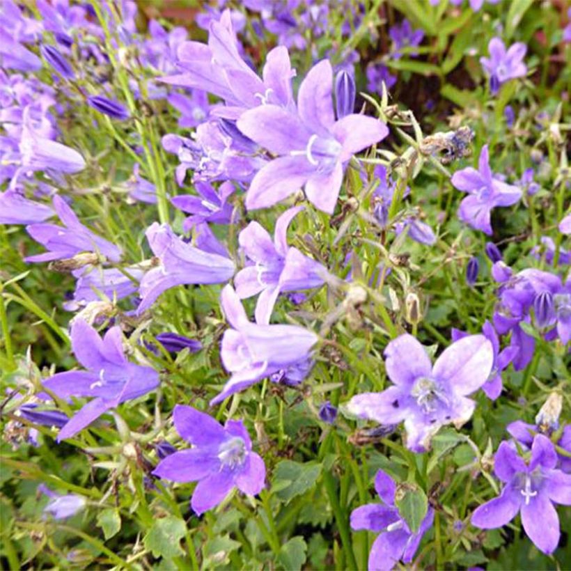 Campanula portenschlagiana Resholt Variety - Campanule des Murets  (Flowering)