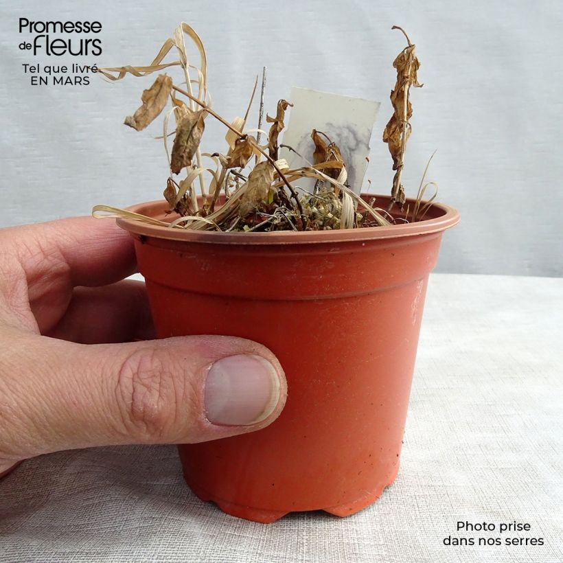 Example of Campanule poscharskyana Godet de 7/8 cm as you get in printemps