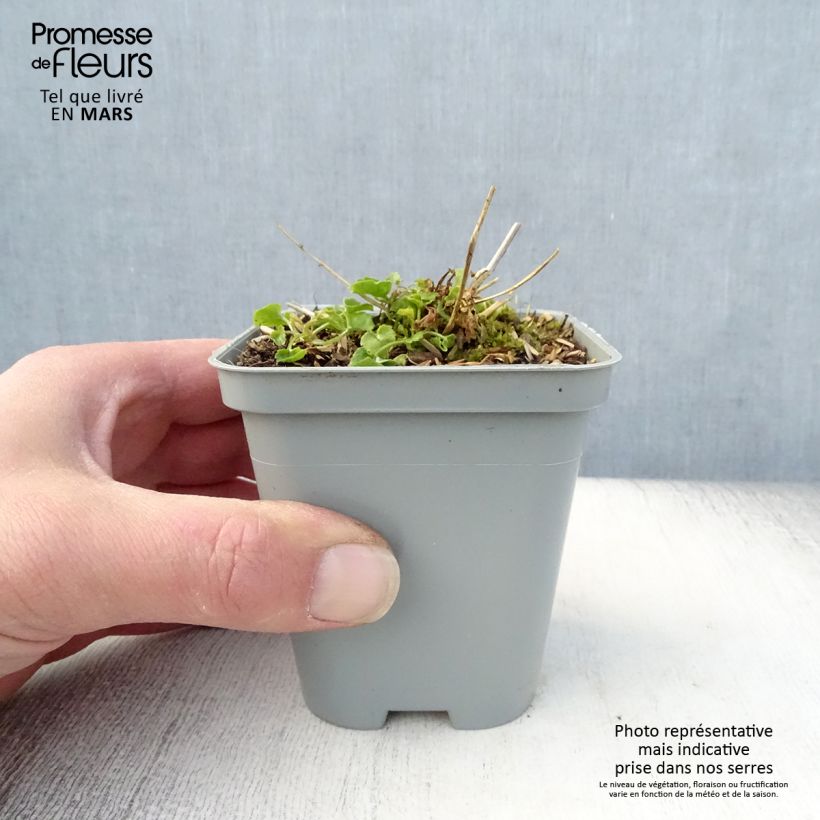 Spécimen de Campanula poscharskyana E.H. Frost - Campanule des Murets Godet de 8/9 cm tel que livré au printemps