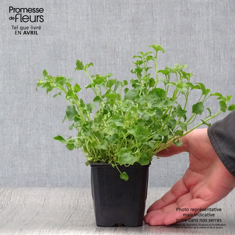 Spécimen de Campanula poscharskyana Lisduggan Variety - Campanule des Murets Godet de 8/9 cm tel que livré au printemps