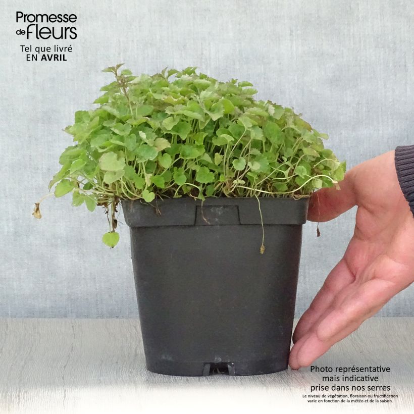 Spécimen de Campanula poscharskyana Lisduggan Variety - Campanule des Murets Pot de 2L/3L tel que livré au printemps