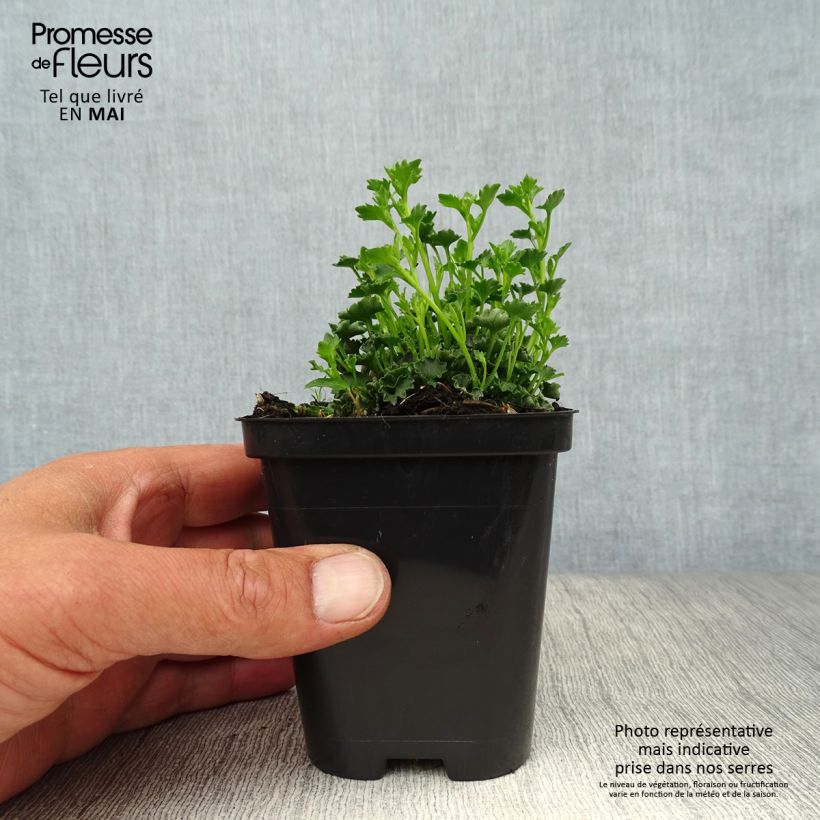 Example of Campanula poscharskyana Stella - Campanule des Murets Godet de 8/9 cm as you get in printemps