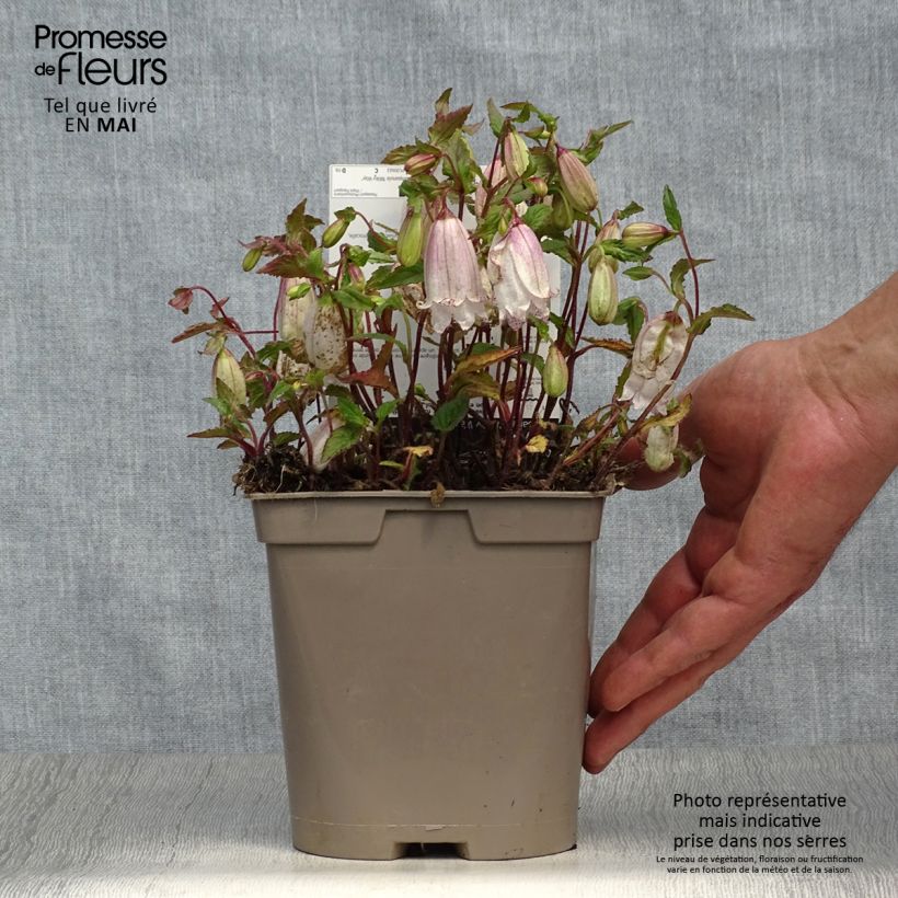 Spécimen de Campanula punctata Milky Way - Campanule hybride Pot de 2L/3L tel que livré au printemps