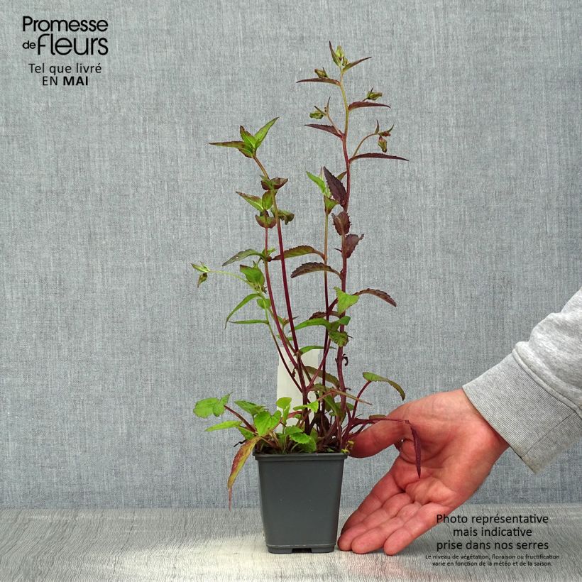 Spécimen de Campanula punctata Rubriflora - Campanule ponctuée Godet de 8/9 cm tel que livré au printemps