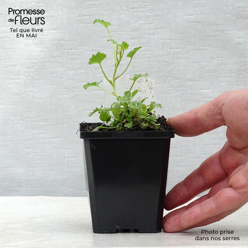 Spécimen de Campanula rapunculoides - Campanule fausse raiponce Godet de 8/9 cm tel que livré au printemps