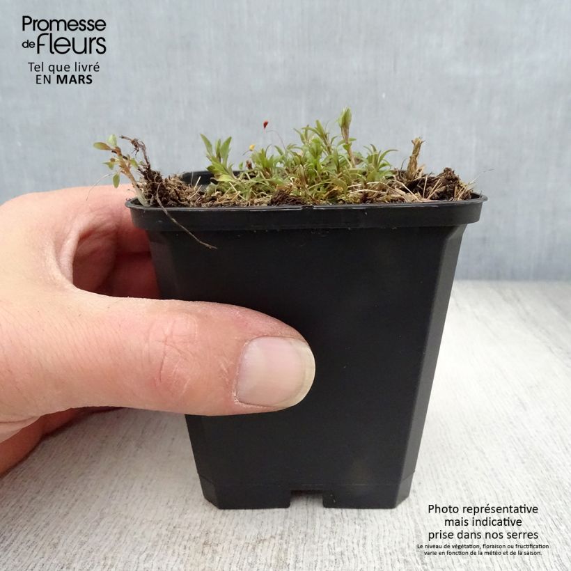 Spécimen de Campanula rotundifolia - Campanule à feuilles rondes Godet de 8/9 cm tel que livré au printemps